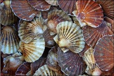 fete de la coquille saint jacque hotel le relais de launay loguivy paimpol